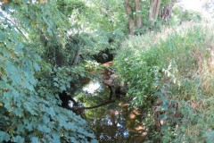 38.-Looking-upstream-from-Accommodation-Bridge