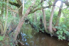 44.-Upstream-from-Higher-Mill-Accommodation-bridge