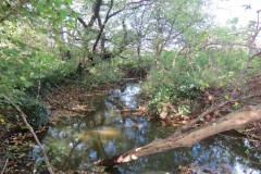 3.-Upstream-from-Durleigh-Bridge-1