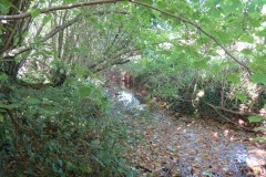 3.-Upstream-from-Durleigh-Bridge-2