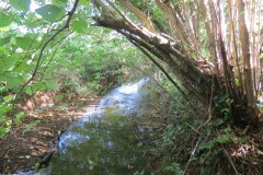 3.-Upstream-from-Durleigh-Bridge-4