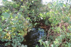 8.-Looking-downstream-from-Accommodation-Bridge