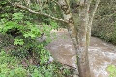 55. Downstream from Model House Weir