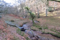 10.-Flowing-through-Shepherds-Combe-2