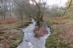 10.-Flowing-through-Shepherds-Combe-5