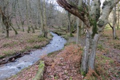 10.-Flowing-through-Shepherds-Combe-6