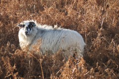 7.-Ewe-in-Shepherds-Combe