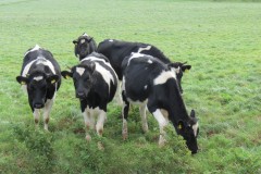 1.-Young-cows-on-Blackmore-Farm-2