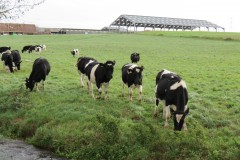 1.-Young-cows-on-Blackmore-Farm-3