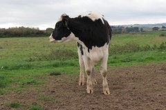2.-Inquisitive-Cow-near-Perry-Moor-1