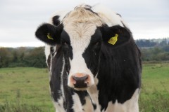2.-Inquisitive-Cow-near-Perry-Moor-2