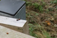2.-Ladybirds-on-Yeo-Farms-Permissive-path-footbridge-2