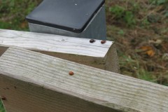 2.-Ladybirds-on-Yeo-Farms-Permissive-path-footbridge-3
