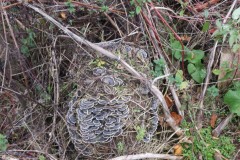 3.-Fungi-on-banks-of-Cannington-Brook-near-Yeo-Farms