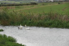 3.-Swans-on-Cannington-Brook-near-Perry-Moor-1