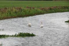 3.-Swans-on-Cannington-Brook-near-Perry-Moor-2