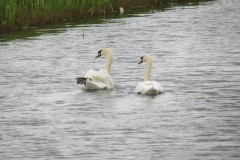 3.-Swans-on-Cannington-Brook-near-Perry-Moor-3
