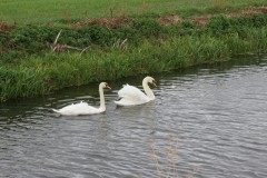3.-Swans-on-Cannington-Brook-near-Perry-Moor-4