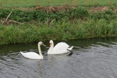 3.-Swans-on-Cannington-Brook-near-Perry-Moor-5