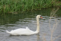 3.-Swans-on-Cannington-Brook-near-Perry-Moor-6