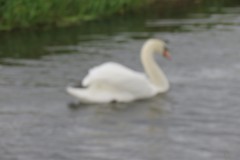 3.-Swans-on-Cannington-Brook-near-Perry-Moor-7