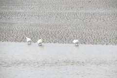 4.-Swans-on-River-Parrett-near-Stallingtons-Clyce