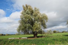 5.-Willows-by-Cannington-Brook-near-Gurney-Mill-2