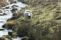1. Sheep by Chalk Water