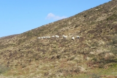 11. Sheep by Chalk Water