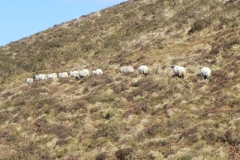 12. Sheep by Chalk Water