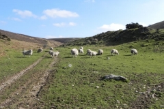 13. Sheep by Chalk Water