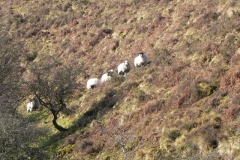 2. Sheep by Chalk Water