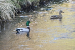 4. Mallards on Chalk Water