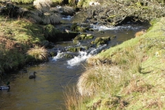 5. Mallards on Chalk Water