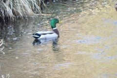 6. Mallard on Chalk Water