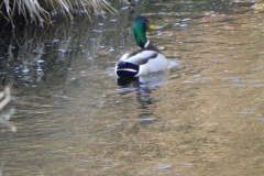 7. Mallard on Chalk Water