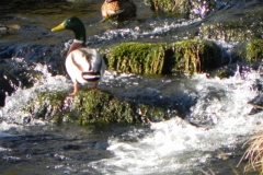 8. Mallard on Chalk Water