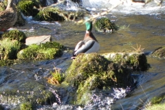 9. Mallard on Chalk Water