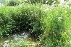 29.-Woodhouse-Pond-bridge-Hidden