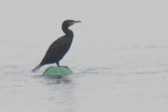 2.-Cormorant-at-Cheddar-Reservoir-1