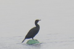 2.-Cormorant-at-Cheddar-Reservoir-2