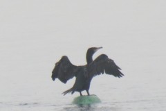 2.-Cormorant-at-Cheddar-Reservoir-3