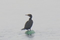 2.-Cormorant-at-Cheddar-Reservoir-4