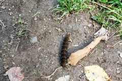IMG_1593-2