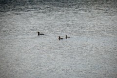 IMG_1618-2