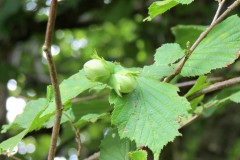 IMG_1638-2