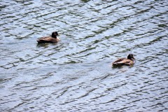 IMG_1644-2