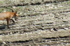 IMG_1651