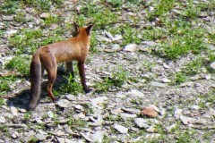 IMG_1652-2