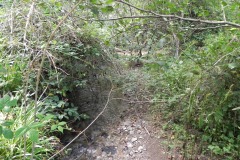 55.-Northern-inlet-stream-looking-downstream